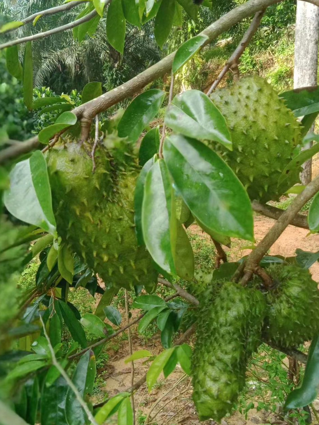 Durian Belanda