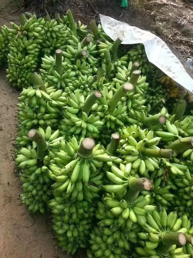 Tanaman Pisang