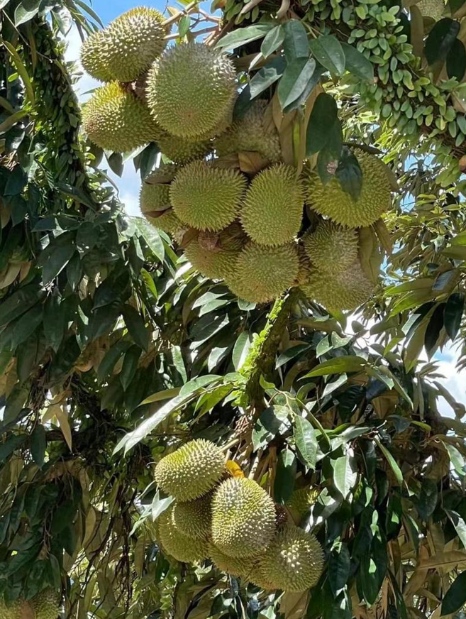 Durian